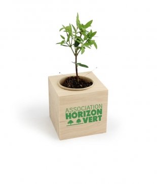 Cube Plante